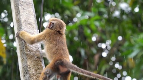 Cute little monkey climbing on the electrical pole while raining.