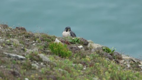 A Peregrine Falcon, Falco peregrinus, sitting on the edge of a coastal cliff.