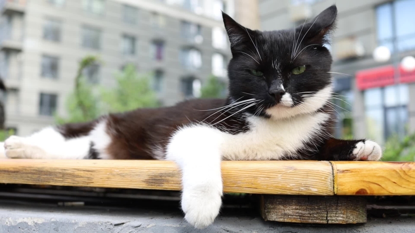 Cute black and white lazy cat lying on the bench and curiously looking around outdoors on a sunny day.