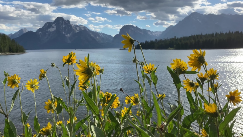 Yellow wildflowers growing along the Jackson Lake shoreline at Colter Bay in Grand Teton National Park