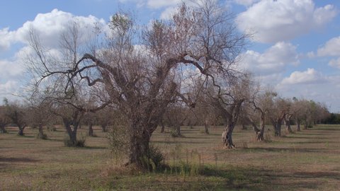 Disease affected dry olive trees in the countryside. The tree-killer is a bacterium called xylella fastidiosa, one of the most dangerous plant bacteria in the world.