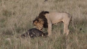 Lions in Africa Video Clip in 4k