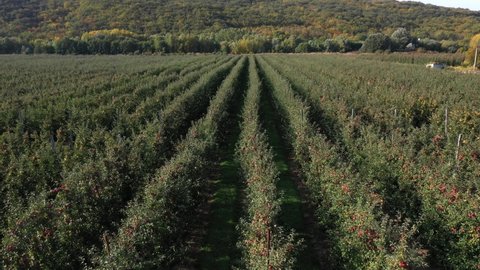 Apple orchards. Aerial view agriculture. Apple Ripe fruit on trees. Orchards comprise apple trees which are grown for commercial production