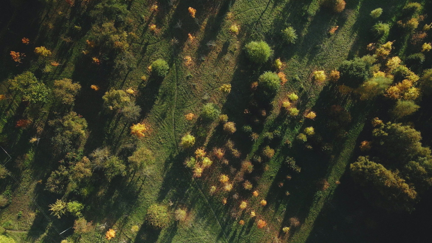 Flight over the autumn park. Trees with yellow autumn leaves are visible. Aerial photography.