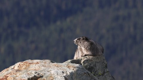 Hoary marmot on Whistler Mountain, British Columbia, Canada. Hoary Marmots are the whistling ground squirrels and namesake of The famous Whistler Mountain in BC