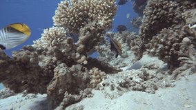 Video shooting at a shallow depth. The corals and tropical fish.