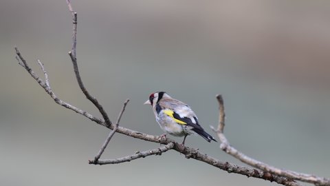 European Goldfinch Carduelis carduelis, sitting on the branch, and flies away. Sounds of nature.