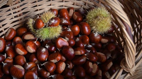 Chestnut harvest time in autumn. Man hands dropping chestnuts inside a wicker basket with green hedgehogs.