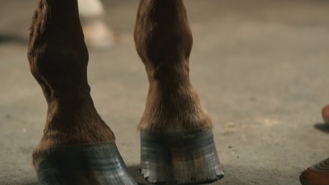 Tilt up view of anonymous girl patting horse leg as command and starting to clean hoof with brush and pick