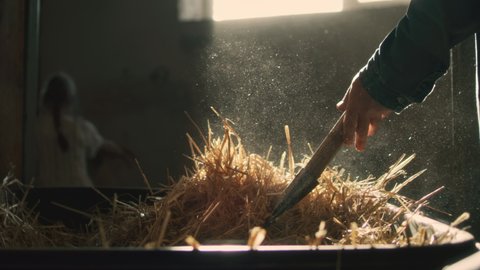 Beautiful slowmotion shot of unrecognizable senior male using pitchfork to throw straw into stall while little girl taking care of goats in sunlit barn with ray of light on the background