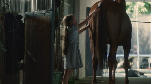 Little girl in blue dress using brush to comb tail of chestnut horse while standing near stall in stable in daytime