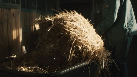 Senior man using pitchfork and hands to throw dry straw out of wheelbarrow while working in sunlit stable on ranch in sunlit barn