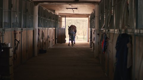 Little girl in dress walking in aisle in barn and leading chestnut horse to stall in daytime on ranch