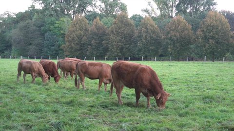 Brown cows eating grass in the field in late afternoon.