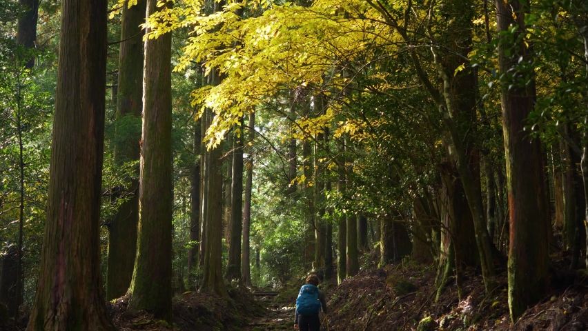 Tilt down, hiker walks past striking yellow leaved tree on forest path, Japan