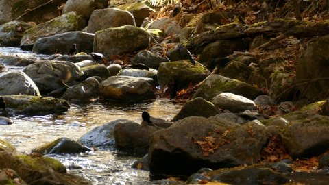 Flock of common grackle birds enjoy forest river with rocks in autumn season