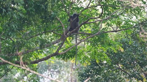 Seen holding on the branches, tail swing, as the windes the trees; Phayre's Langur, Trachypithecus phayrei, Thailand.