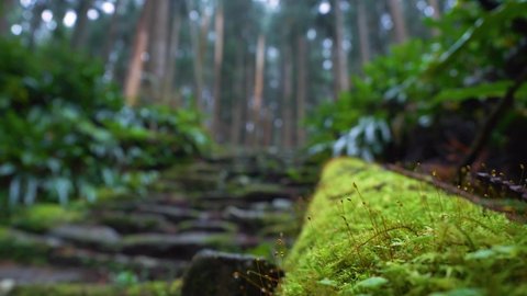 Rack focus, hiker climbs stone steps edged with moss, Kumano Kodo Japan