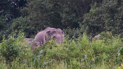 A full grown adult facing to the right and then turns around flapping its ears towards the left with others at the background; Indian Elephant, Elephas maximus indicus, Thailand.