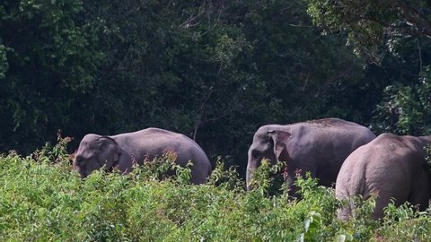 Three individuals , two going to the left and the other on the right side, hot afternoon; Indian Elephant, Elephas maximus indicus, Thailand.