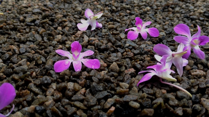Drops of water fall on the orchid flowers
