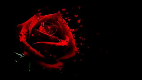 Red rose petals falling 3D concepts - Beautiful Red blossoms Rose flower falling petals on spring season with shape of the heart (Simple of love) footage. Spring season flowers.