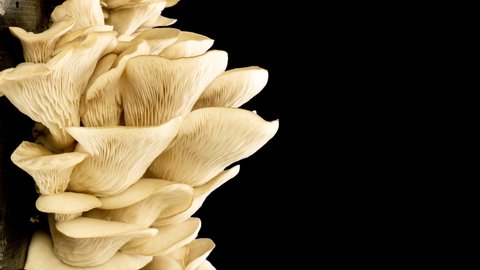 Growing oyster mushrooms on black background. Eco food. Bio farm. Vegetarian food. Edible mushrooms background for design. Food production business
