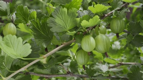 Ripe green gooseberries on a gooseberry branch on the background of nature, macro shoot, dolly move.