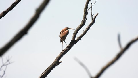 purple heron (ardea purpurea) stands on a tree branch on blurred grey background. natural sound
