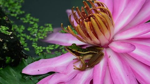 A frog perched on a water lily petals and then jumped