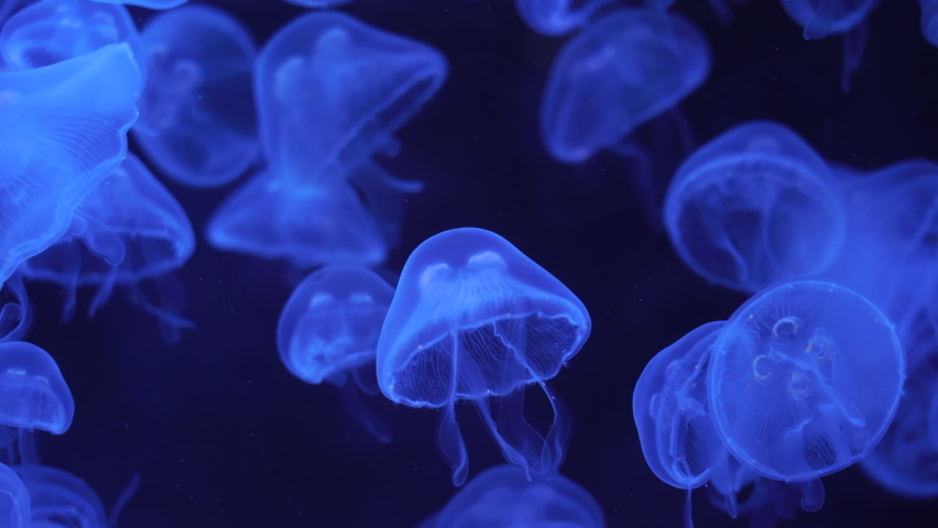 Closeup of Sea Moon jellyfish translucent blue light color and dark background.Aurelia aurita swimming underwater shots glowing jellyfish moving in water pattern.Video 4K
 Royalty-Free Stock Footage #1080776579