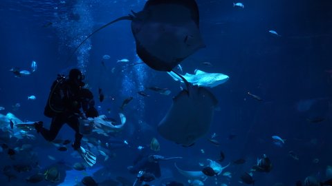 Video 4K. People Underwater fish feeding show Aquarium Phuket Thailand. Diver feeds fishes in large aquarium Brazil. Two diving swims inside aquarium with big fishes Maldive. Close up 2022.
