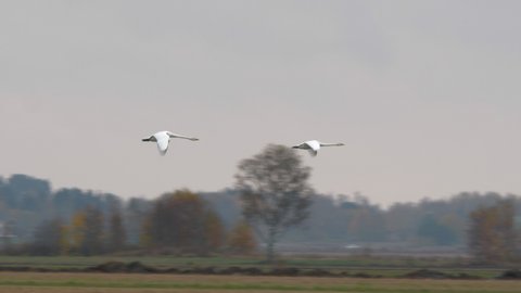 Swans couple flying to south. Tracking shot