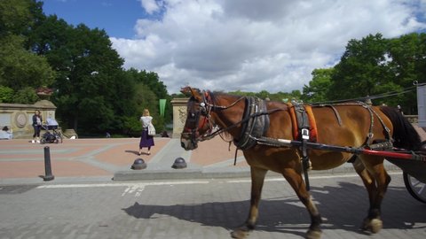 New York , United States - 10 13 2021: Parallax motion tourist explore Manhattan Central Park by Horse carriage - NYC