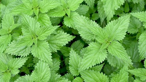 A stinging nettle growing in a forest. Green Common nettle in a field during spring. Urtica dioica, close up. 
