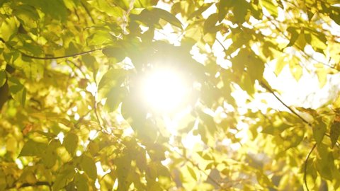 Beautiful sunny yellow and white natural organic abstract 4k video background with bright autumn leaves of trees isolated on clear blue sky backdrop with magic lense flares. Sun glowing through twigs
