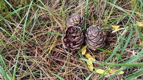Three cedar cones on the forest floor, two whole and one open, several nuts dispersed on the ground. Three nuts on the ground and three in a cedar cone