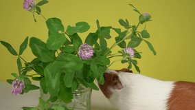Close-up view 4k stock vide footage of cute home white and brown guinea pig eating happily with great appetite fresh green leaves of blooming clover plants