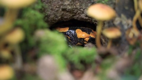 Low angle shot of an adult Fire Salamander (Salamandra Salamandra) hiding in a mossy tree trunk with mushrooms