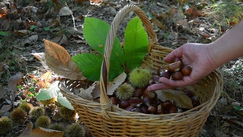Man's hand drop chestnuts inside a wicker basket with green chestnut hedgehogs and leaves. Autumn season. Harvest time. Typical fresh autumn fruits.