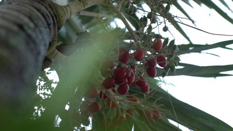 areca nut trees that are bearing fruit are red with green stems and leaves