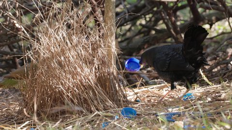 a male satin bowerbird holds a blue bottle cap and dances as part of a courtship display while female stands in his bower at a forest on the central coast of nsw, australia