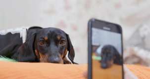 Cute sad dachshund puppy lies on the bed while owner takes it on video with smartphone, close up view from low angle. Portrait of beloved dog for memory. Pets are like children for people.