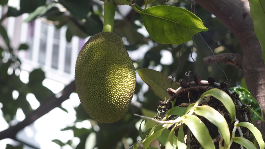 Delicious large exotic jackfruit ripens hanging on tree branch with lush leaves in tropical garden on sunny day close view Royalty-Free Stock Footage #1080808601