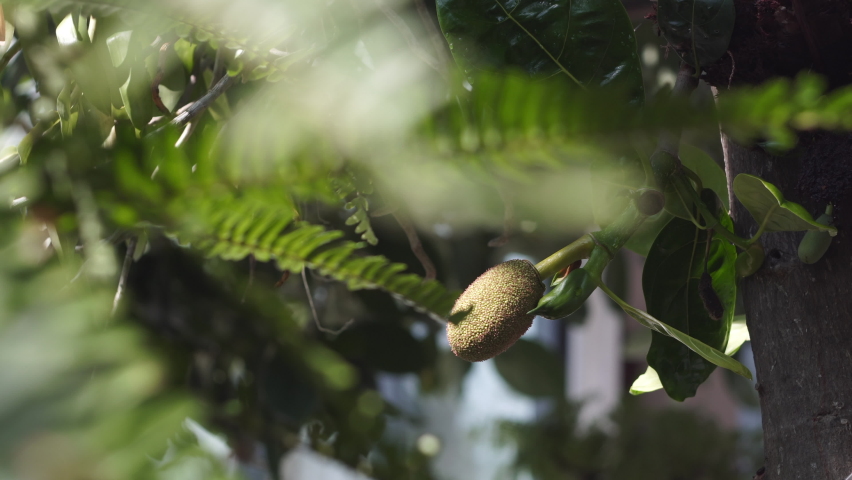 Small green exotic jackfruit ripens hanging on tree branch with lush leaves in shady tropical garden on sunny day close view Royalty-Free Stock Footage #1080808604