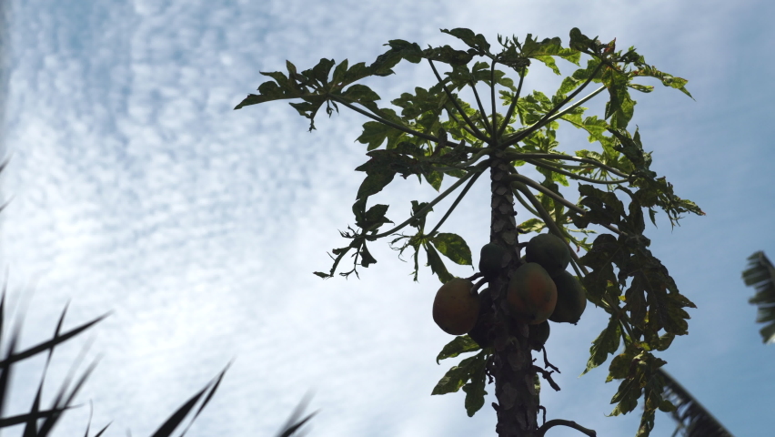 Cluster of papayas ripens on tree with large lush leaves in tropical garden under blue sky with light clouds low angle shot Royalty-Free Stock Footage #1080808610