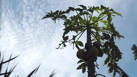 Cluster of papayas ripens on tree with large lush leaves in tropical garden under blue sky with light clouds low angle shot