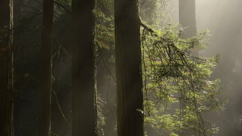 Ancient Redwood Forest with Passing Coastal Fog Between Trees. Crescent City, California, United States of America.