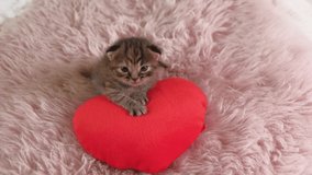 4k Close up of Little British Shorthair Kitten Crawling on little heart toy on a pink Rug