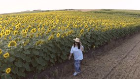 Woman walking next to sunflowers field on summer evening. Aerial footage.